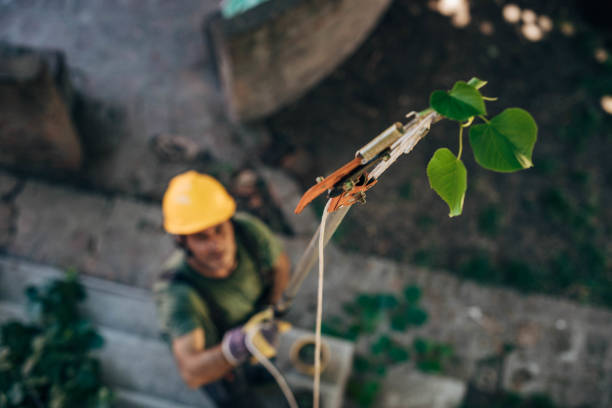 Best Emergency Tree Removal  in Belle Fourche, SD